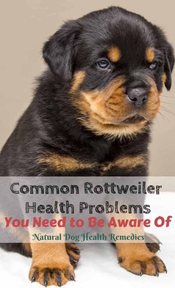 Common Rottweiler Health Problems