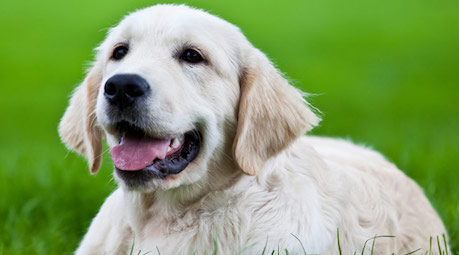 Lab Retriever