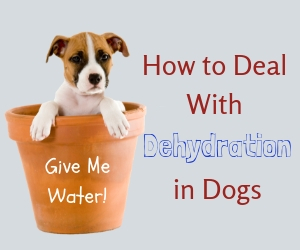 Dog Dehydration