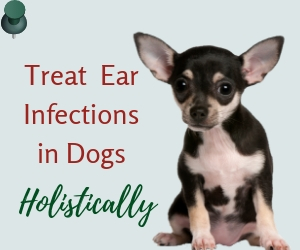 Dog Ear Infection Remedies