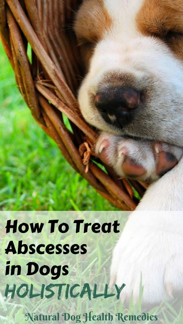 Abscess In Dogs Symptoms Causes