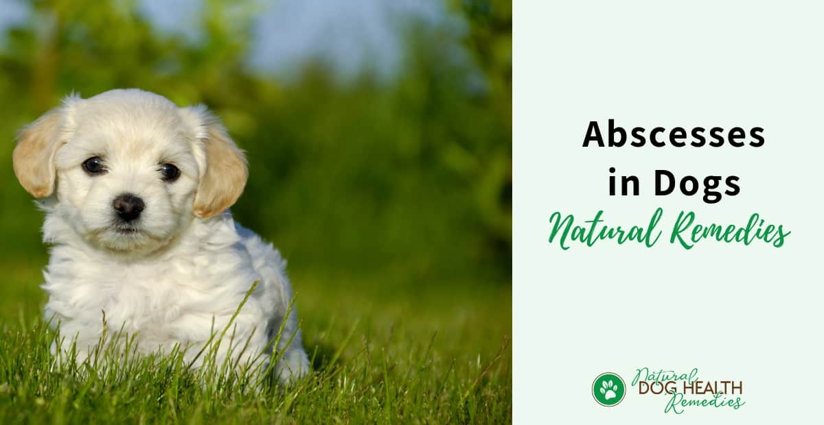 Natural Remedies for Abscess in Dogs