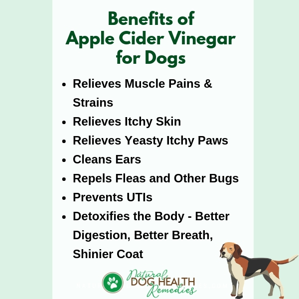 Benefits of Apple Cider Vinegar for Dogs