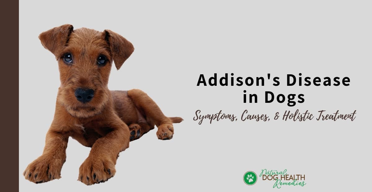 how long do dogs live with addison disease