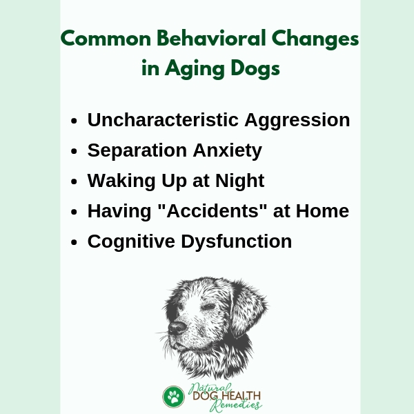 Old Dog Behavior Changes