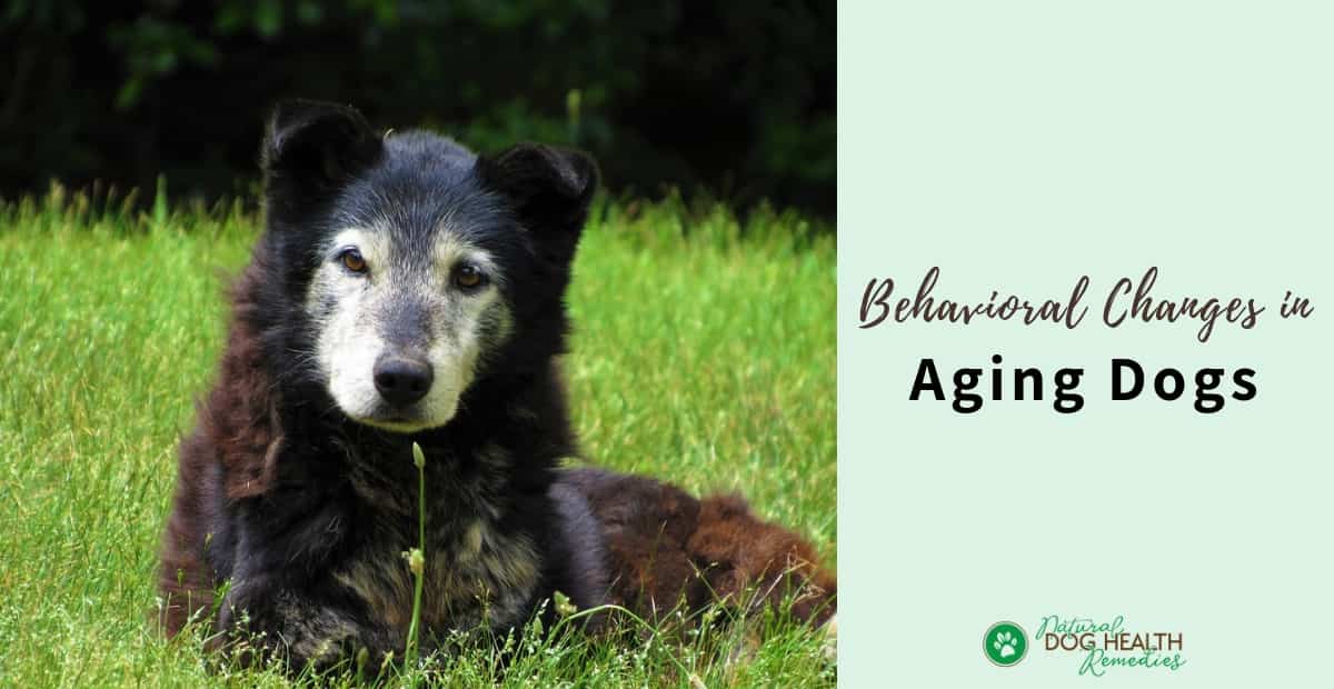 Behavioral Changes in Aging Dogs