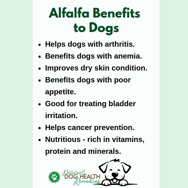 Benefits of Alfalfa to Dogs