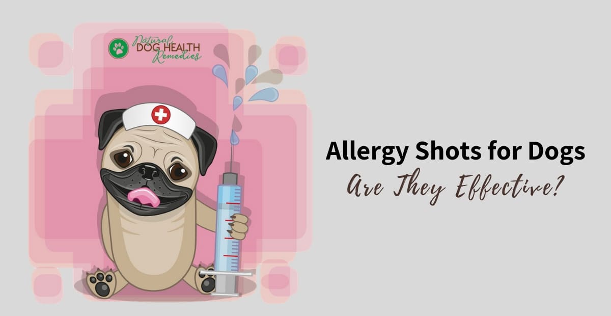Allergy Shots for Dogs