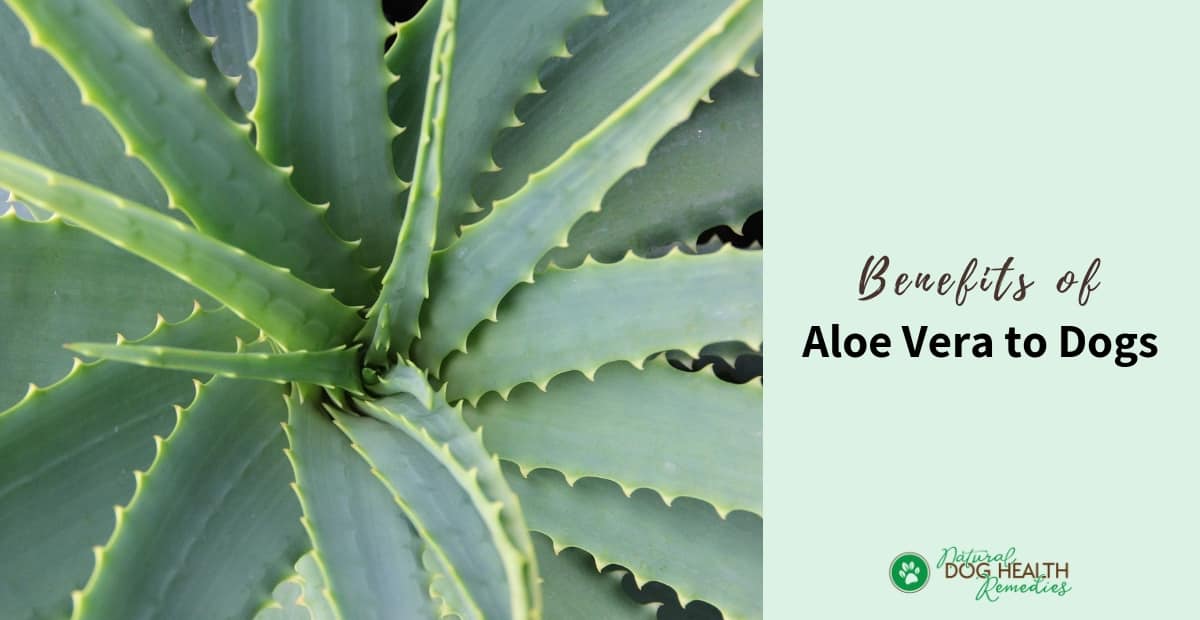 Aloe Vera for Dogs