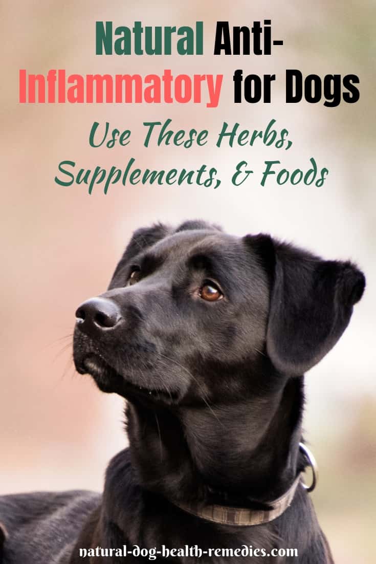 Natural Anti-Inflammatory for Dogs