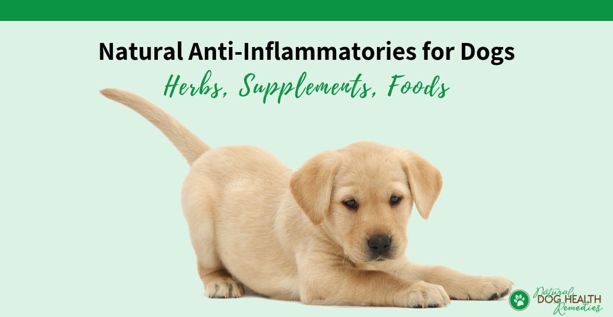 Anti Inflammatory for Dogs