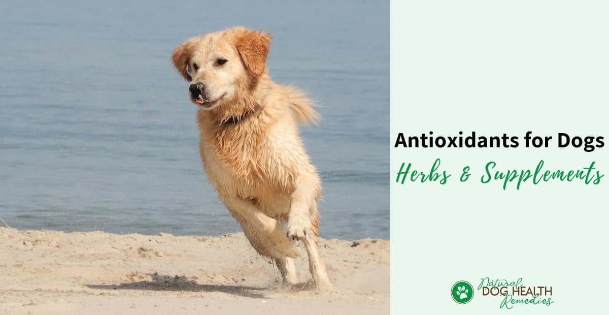 Antioxidants for Dogs