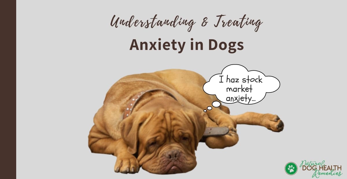 Anxiety in Dogs