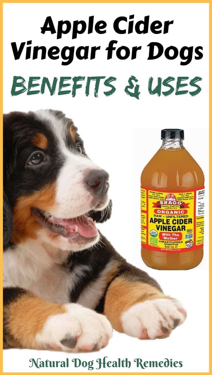 apple cider vinegar for dogs | uses and benefits