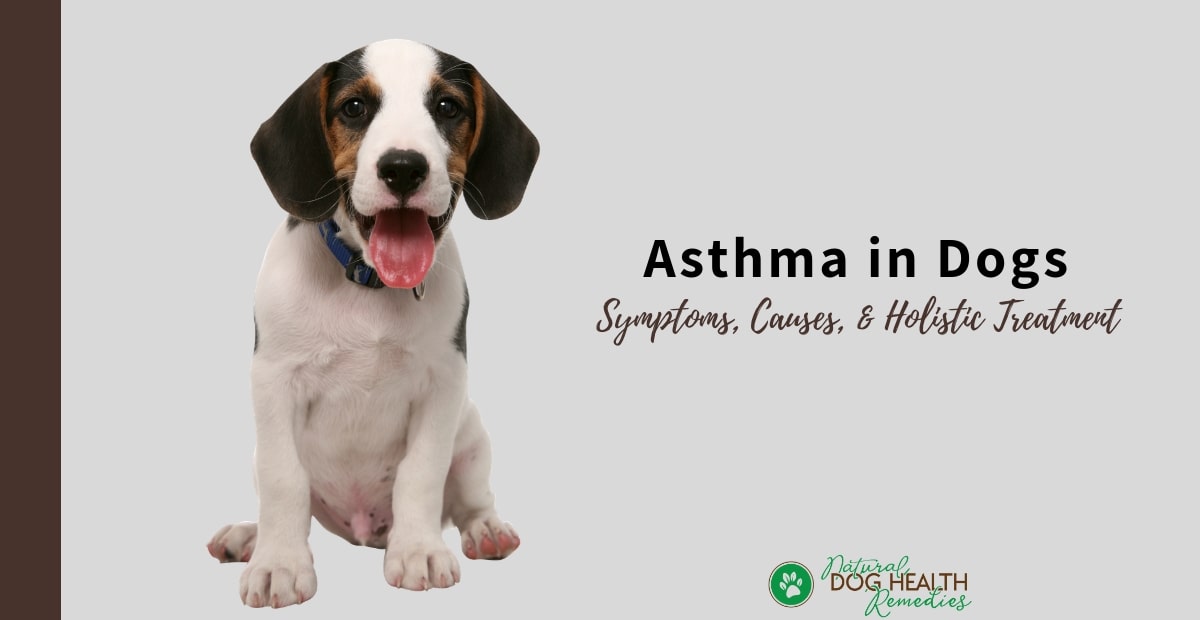 Asthma in Dogs