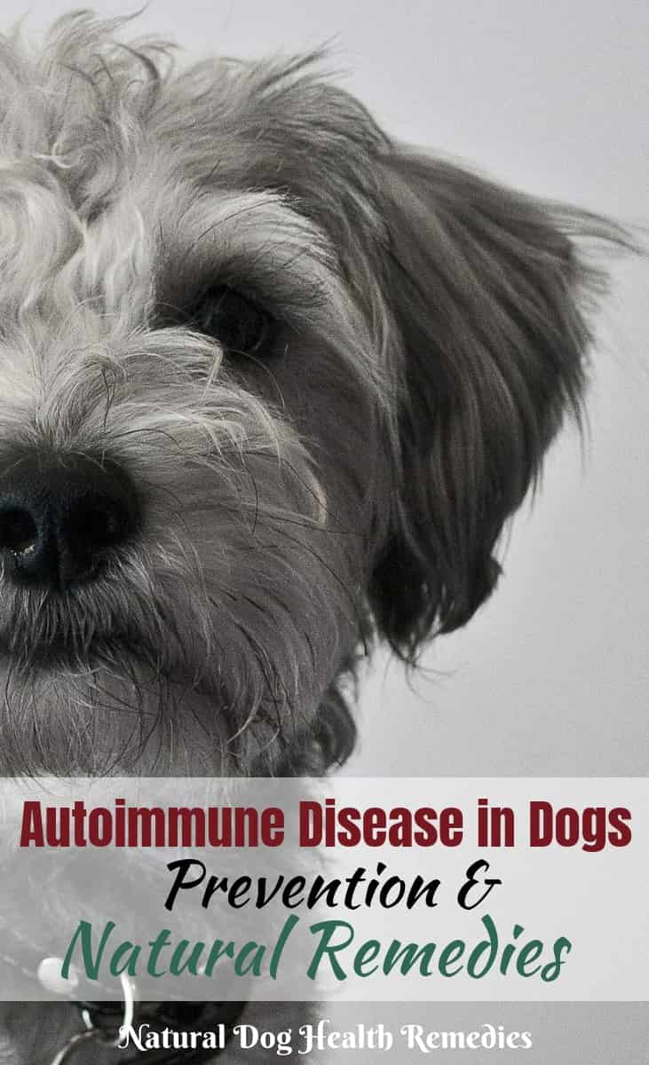 Canine Autoimmune Disease