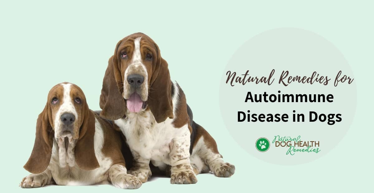 Autoimmune Disease in Dogs
