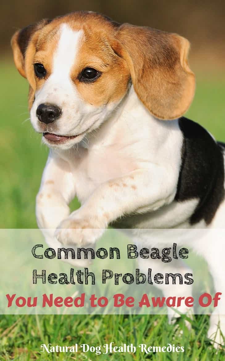 Common Beagle Health Problems