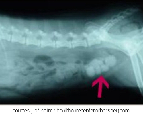 X-Ray of Bladder Stones in Dog