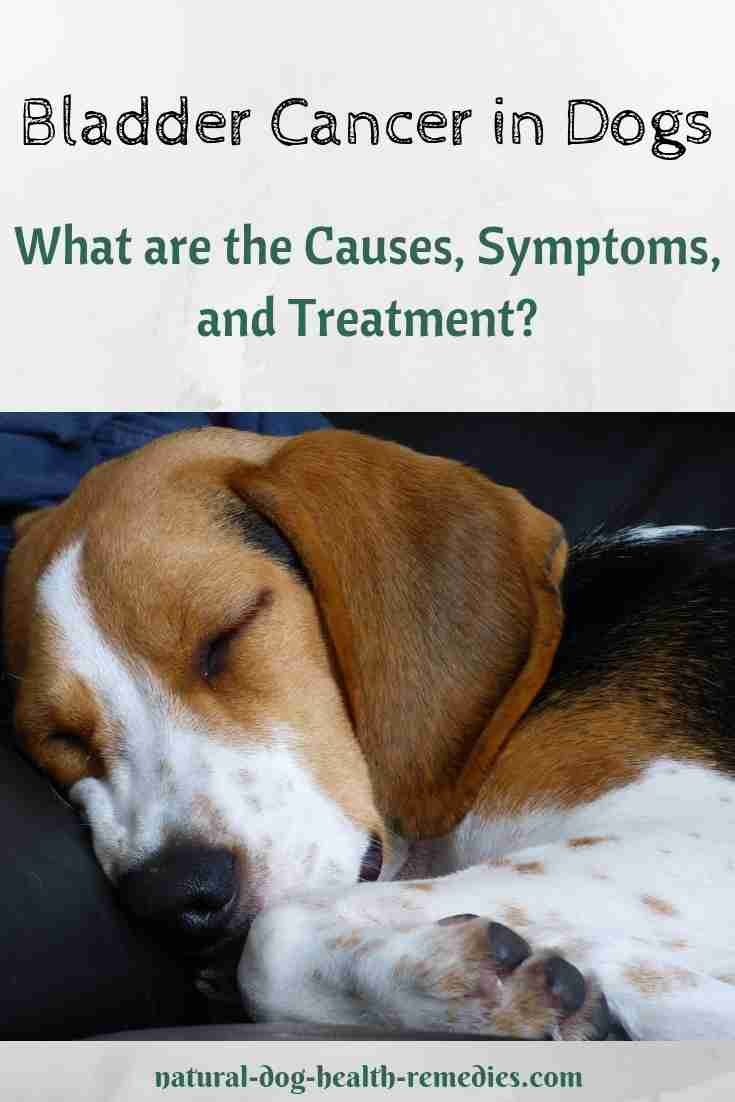 what are the signs of bladder cancer in dogs Updated