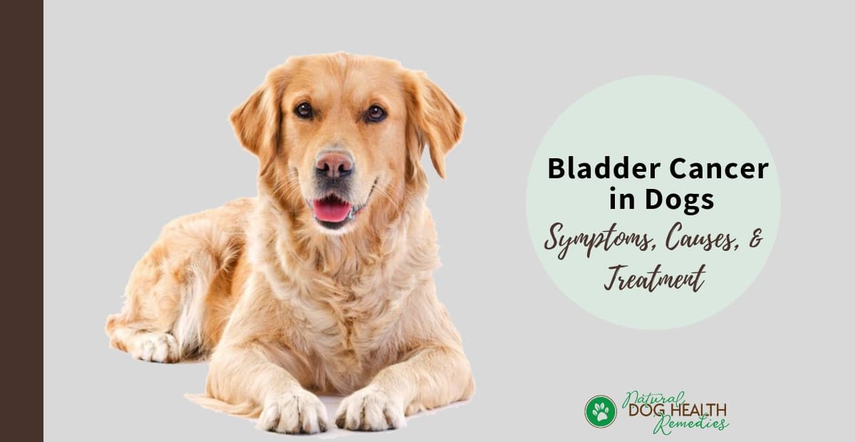 how aggressive is bladder cancer in dogs Updated