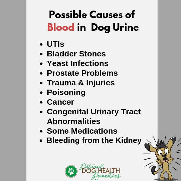 what causes bacteria in dogs urine