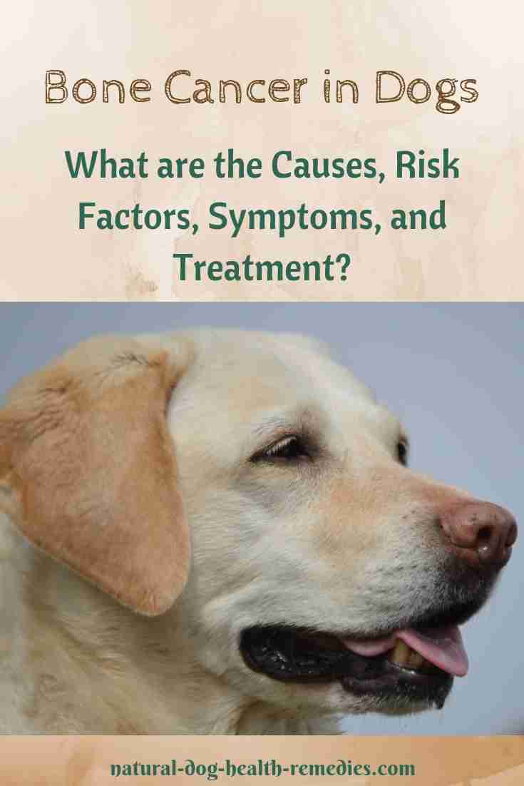 Bone Cancer in Dogs Symptoms and Treatment