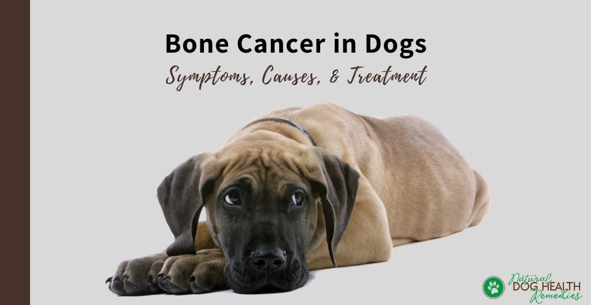 Bone Cancer in Dogs