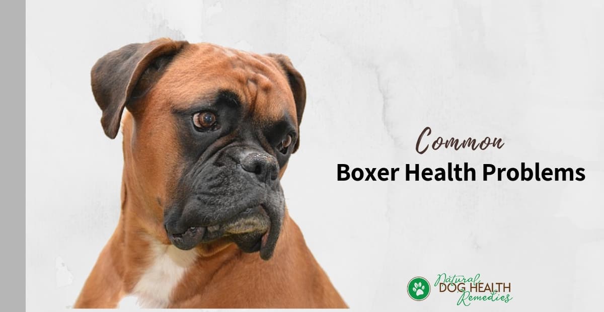 Boxer Health Problems
