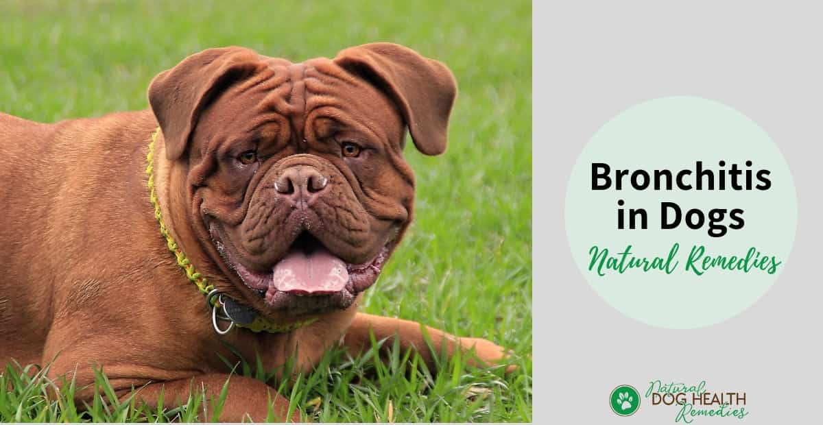 Bronchitis in Dogs