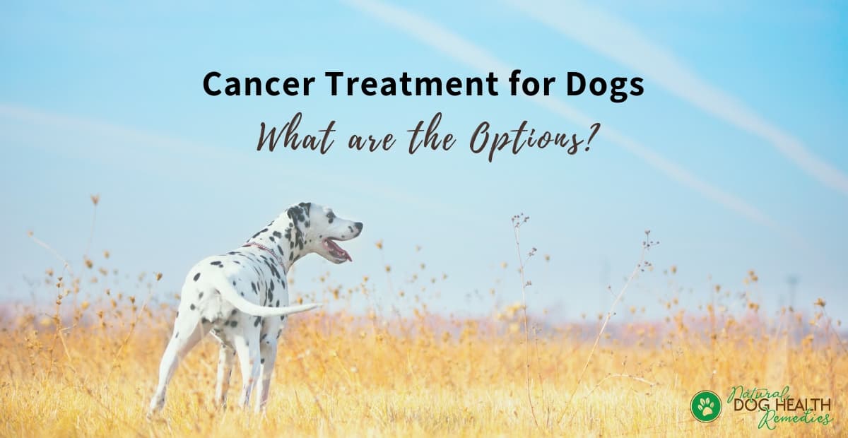 Cancer Treatment for Dogs