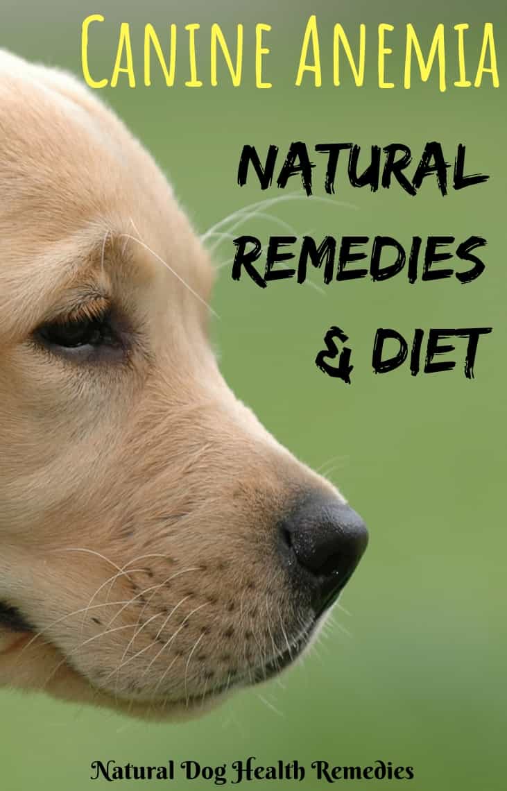 How to Cure Anemia in Dogs