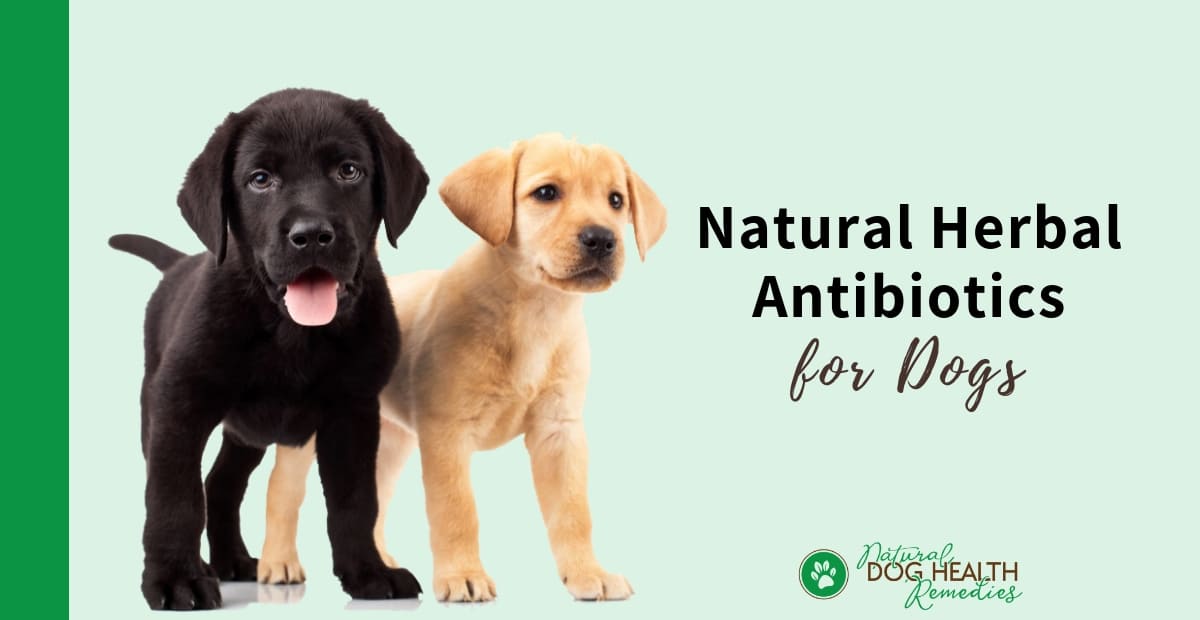 Canine Antibiotics