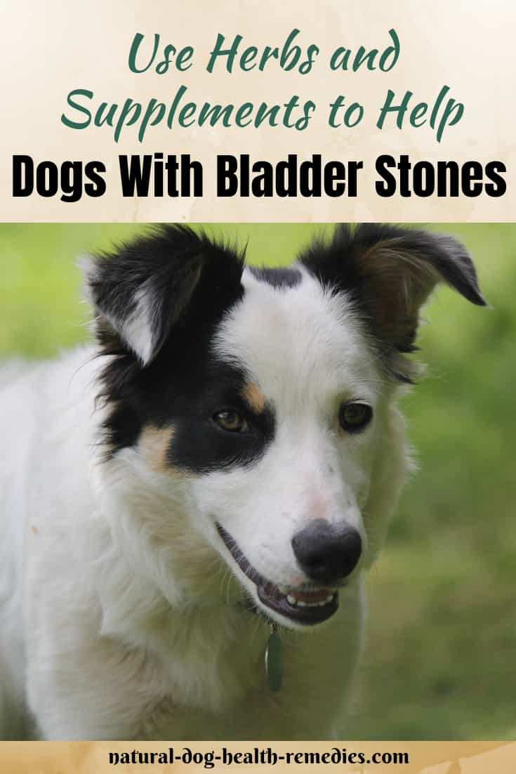 Canine Bladder Stones Home Remedies