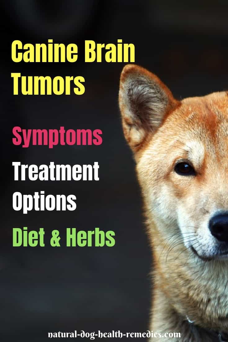 Canine Brain Tumors