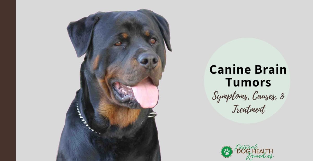 Canine Brain Tumors Symptoms Causes And Treatment