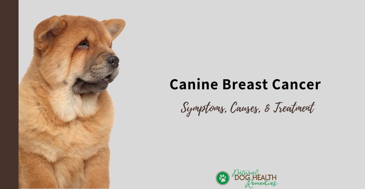 Canine Breast Cancer
