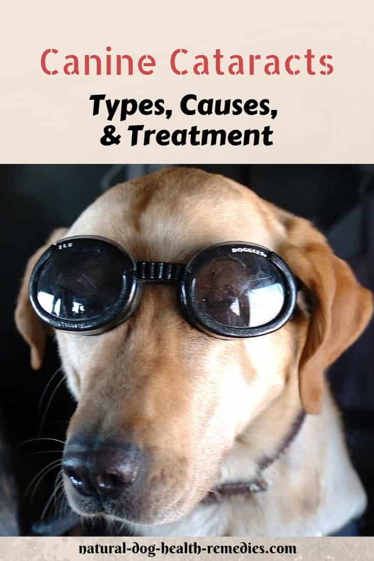 Canine Cataracts Causes and Treatment