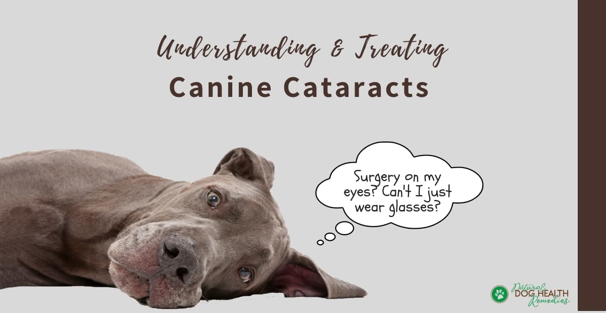 Canine Cataracts