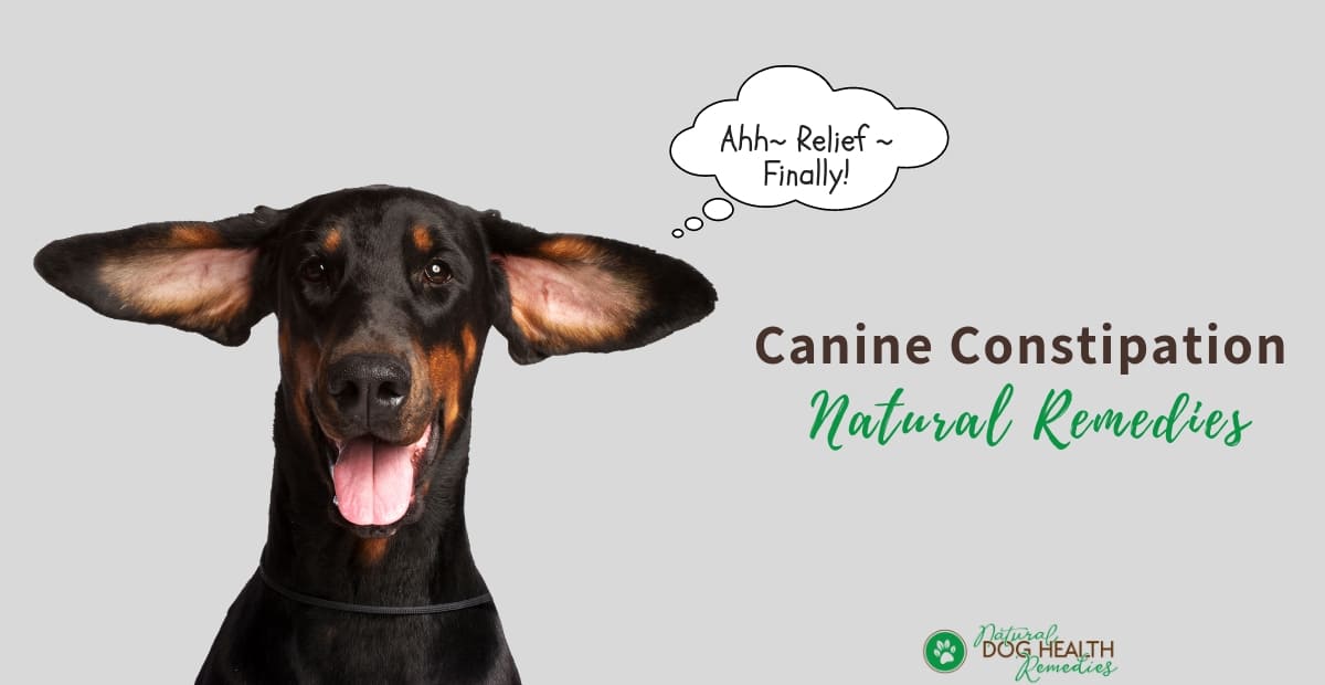 Canine Constipation Remedies