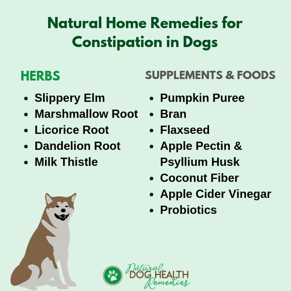 pumpkin laxative for dogs