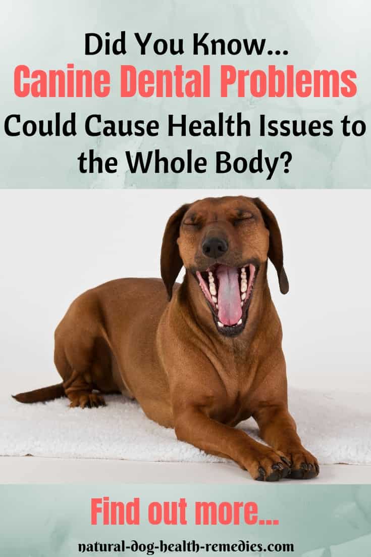 Systemic Effects of Canine Dental Problems