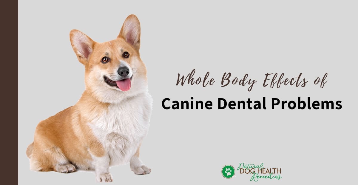 Canine Dental Problems