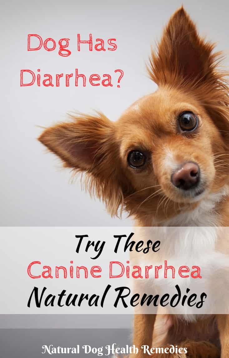 Canine Diarrhea Remedies