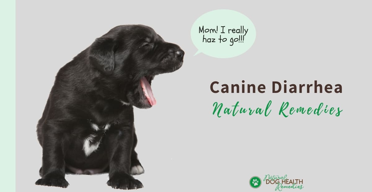 Natural Canine Diarrhea Remedies