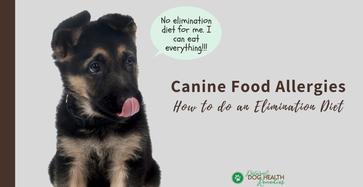 Canine Food Allergies