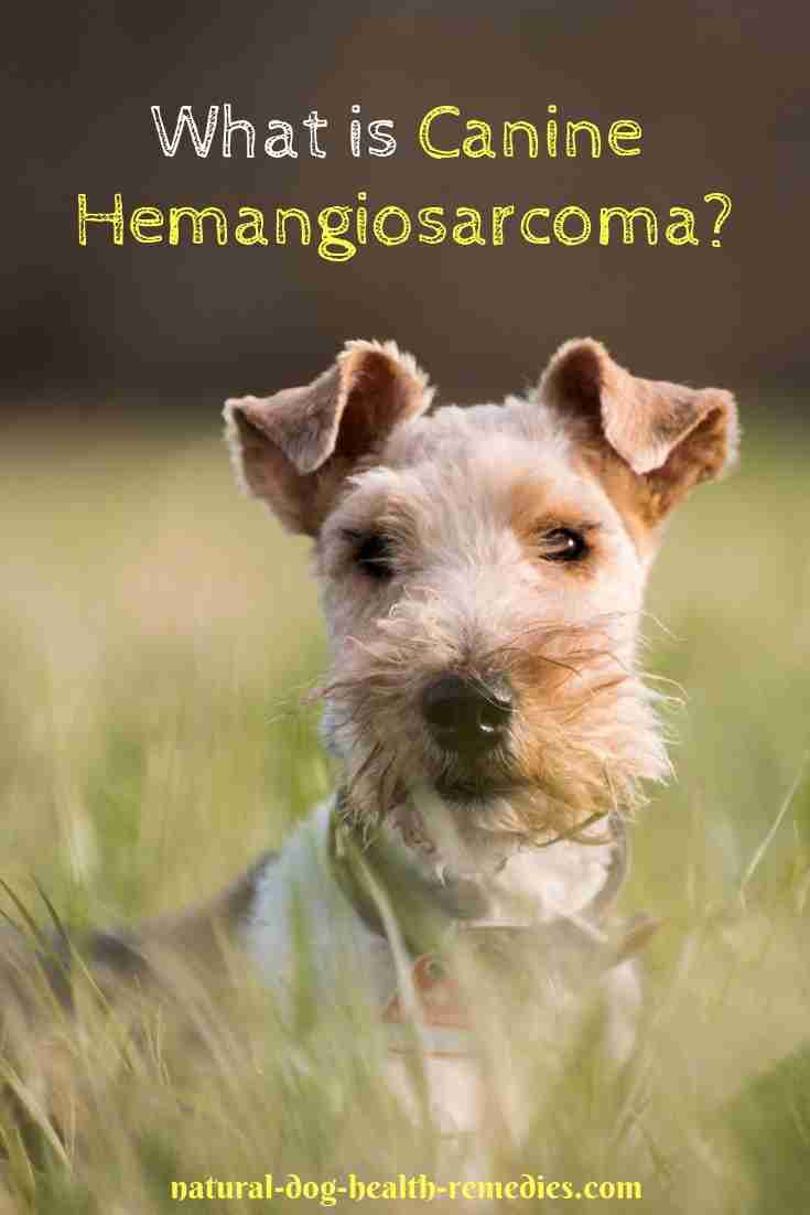 Symptoms and Treatment for Canine hemangiosarcoma