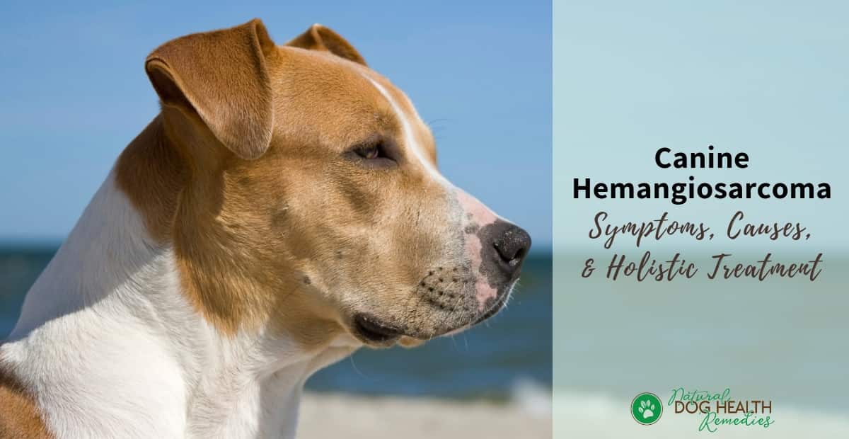 Canine hemangiosarcoma