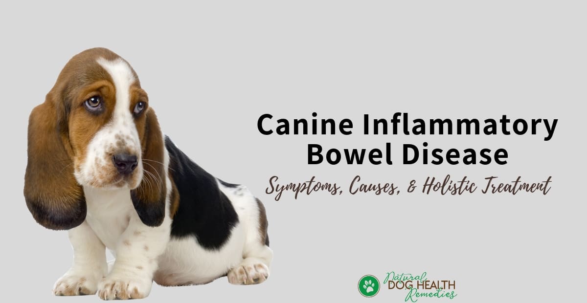 Canine IBD