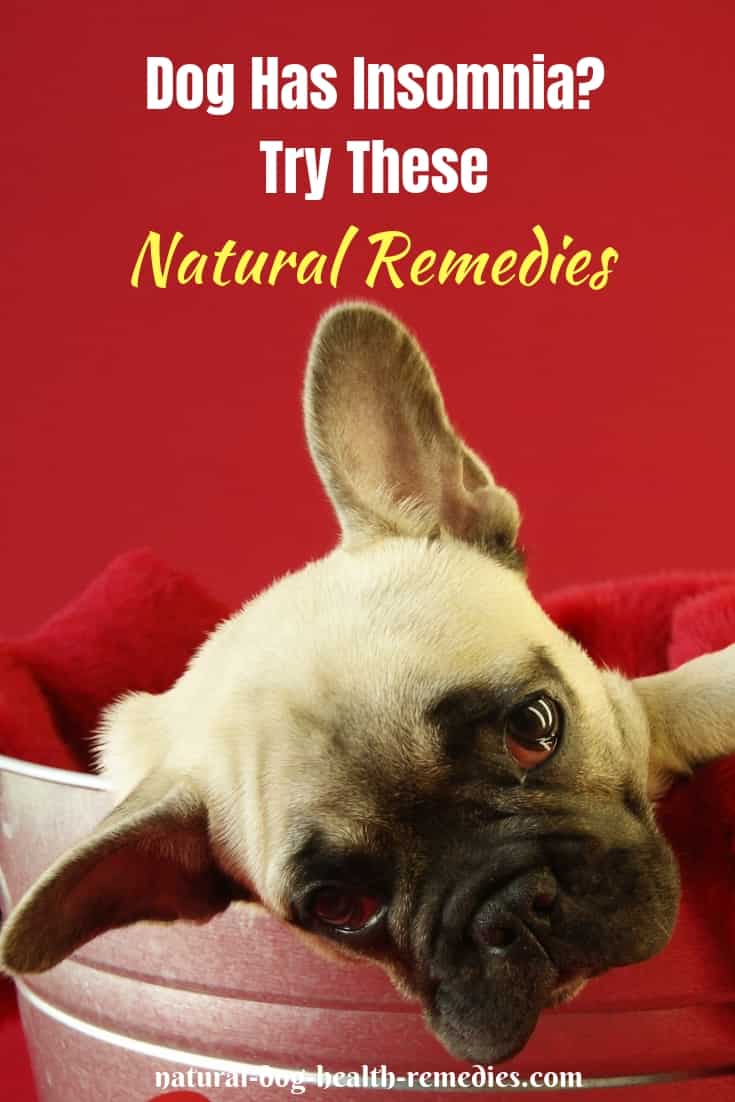 Canine Insomnia Natural Remedies